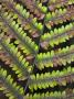 Close-Up Detail Of Bracken Fronds, New Forest, Hampshire, England by Adam Burton Limited Edition Print