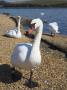 Mute Swan Walking On Lake Side At Abbotsbury Swannery, Dorset, England by Adam Burton Limited Edition Print