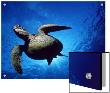 Green Turtle Swimming, Hawaii, Pacific Ocean, Underside View by Doug Perrine Limited Edition Print