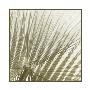 Palm Study Ii by Studio El Collection Limited Edition Print