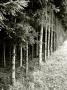 Row Of Trees On Edge Of Forest by Ilona Wellmann Limited Edition Print