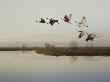 Sandhill Cranes Flying Over A Lake, Sacramento, California by Images Monsoon Limited Edition Print