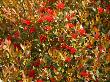 Rata Tree In Bloom With Red Blossoms, Southern Metrosideros Umbellata by Steve & Donna O'meara Limited Edition Print