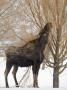 Moose (Alces Alces) Foraging In Jackson Hole, Wyoming by Tim Laman Limited Edition Print