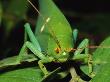 Close View Of A Large Katydid Perched On A Leafy Twig by Tim Laman Limited Edition Pricing Art Print