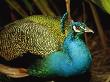 Indian Peacock With Bright And Iridescent Feathers by Tim Laman Limited Edition Print