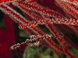 Well Camouflages Harlequin Ghost Pipefish Near A Red Gorgonian Coral by Tim Laman Limited Edition Print