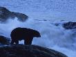 Bear Standing On Rocks Over Rapids by Tom Murphy Limited Edition Print