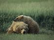 Bear Cub Resting On Its Mother's Back by Tom Murphy Limited Edition Print
