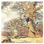 Oaks by Eugen Bracht Limited Edition Print