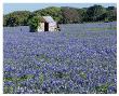 Bluebonnets Shed by Danny Burk Limited Edition Print