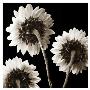 Sunflowers Trio by Dan Magus Limited Edition Print