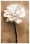 White Rose In Sepia by Christine Zalewski Limited Edition Pricing Art Print