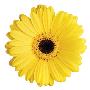 Yellow Gerbera by Christine Zalewski Limited Edition Pricing Art Print