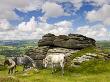 Ponies Graze Beside Chinkwell Tor In Dartmoor National Park, Devon, England, United Kingdom, Europe by Adam Burton Limited Edition Print