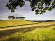 Rolling Farmland Near Luccombe In Exmoor National Park, Somerset, England, United Kingdom, Europe by Adam Burton Limited Edition Print