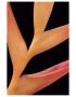 Heliconia by Danny Burk Limited Edition Print