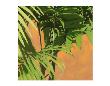 Palms 02 by Kurt Novak Limited Edition Pricing Art Print