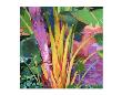 Palm Impressions 03 by Kurt Novak Limited Edition Print
