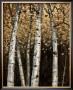 Shimmering Birches Ii by Arnie Fisk Limited Edition Print