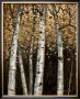 Shimmering Birches Ii by Arnie Fisk Limited Edition Print