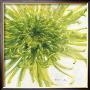 Contemproary Chrysanthemum by Danhui Nai Limited Edition Print
