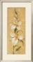 Sunkissed Flowers Iii by Silvia Vassileva Limited Edition Pricing Art Print