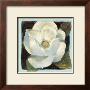 Magnolia Ii by Carol Rowan Limited Edition Pricing Art Print