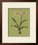 Botanica Verde I by John Seba Limited Edition Print