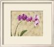 Twilight Orchids by Ven Verltloh Limited Edition Pricing Art Print