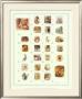 Petter Rabbit Alphabet by Beatrix Potter Limited Edition Print