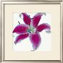 Lily by Stephanie Andrew Limited Edition Print