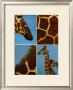 Giraffes by Jean-Michel Labat Limited Edition Print