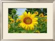 Sunflower by Bruce Morrow Limited Edition Pricing Art Print