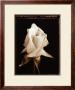 Rose Blossom by Alan Majchrowicz Limited Edition Pricing Art Print