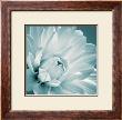 Dahlia I by Mike Shepherd Limited Edition Pricing Art Print