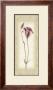 Blossom I, Lisianthus by Donna Geissler Limited Edition Print