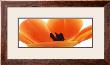 Orange Tulip by Michael Bird Limited Edition Pricing Art Print