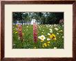 Flower Field by Dave Palmer Limited Edition Pricing Art Print