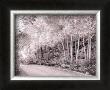 Bishop Aspen Grove by Dennis Dunton Limited Edition Print