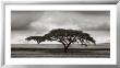 Acacia Trees by Jorge Llovet Limited Edition Print