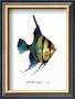 Fish Tail I by Carolyn Shores-Wright Limited Edition Pricing Art Print