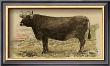 Antique Cow V by Julian Bien Limited Edition Print