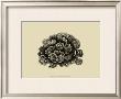 Coral On Khaki I by J. Wilkes Limited Edition Pricing Art Print