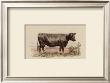 Antique Cow Ii by Julian Bien Limited Edition Pricing Art Print