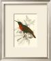 Jardine Hummingbird Iii by Sir William Jardine Limited Edition Print