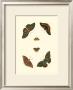 Cramer Butterfly Study Ii by Pieter Cramer Limited Edition Print