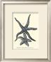 Indigo Starfish I by Denis Diderot Limited Edition Print