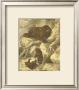 Small Brown Bear by Friedrich Specht Limited Edition Print