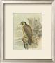 Peregrine Falcon by F.W. Frohawk Limited Edition Print